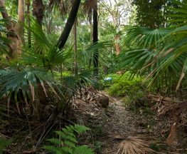Palms circuit track Trail Hiking Australia
