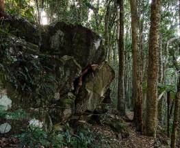 Rainforest loop Trail Hiking Australia