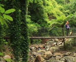 Rainforest loop walk Trail Hiking Australia