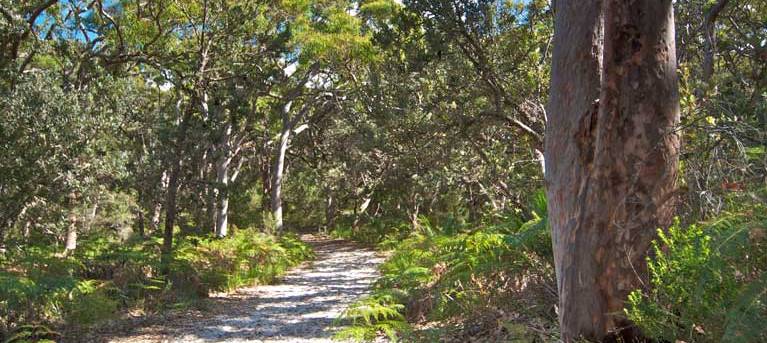 Red Gum trail Trail Hiking Australia