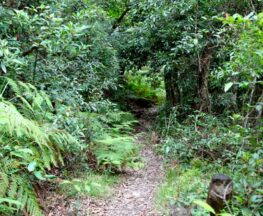 Seaforth Oval to Natural Bridge track Trail Hiking Australia
