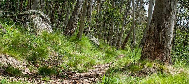 Spring Glade walking track Trail Hiking Australia