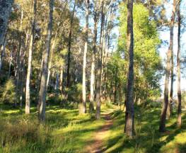 Square Head track 1 Trail Hiking Australia