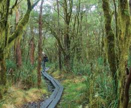 Tea Tree Falls walking track Trail Hiking Australia
