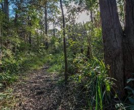 Wallumatta loop trail Trail Hiking Australia