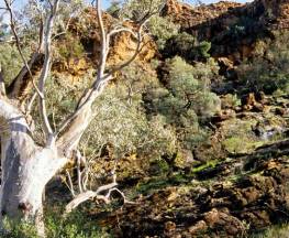 Western Ridge walk Trail Hiking Australia