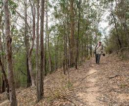 Yango walking track Trail Hiking Australia