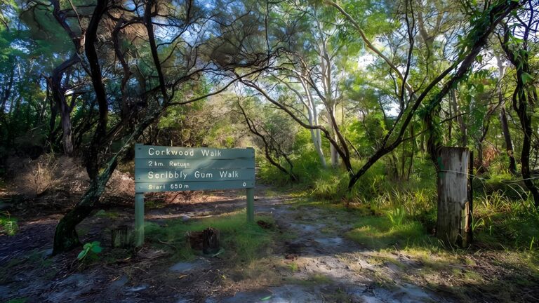 Corkwood & Scribbly Gum Walking Track (2.3km) Corkwood & scribbly gum walking track (2. 3km)