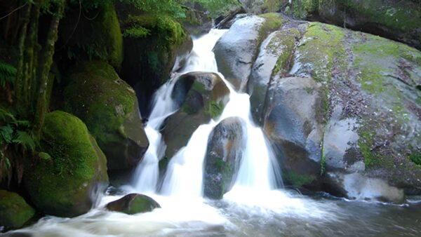 Tarra Valley Loop Hike (21.1km) Tarra valley loop hike (21. 1km)
