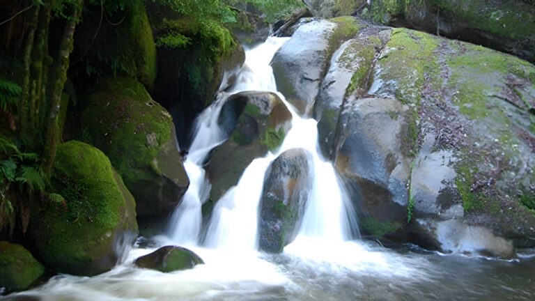 Tarra Valley Loop Hike (21.1km) Tarra valley loop hike (21. 1km)