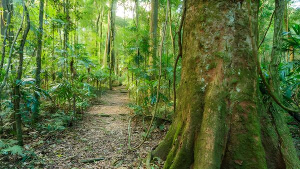 Tooloom walking track (1km)