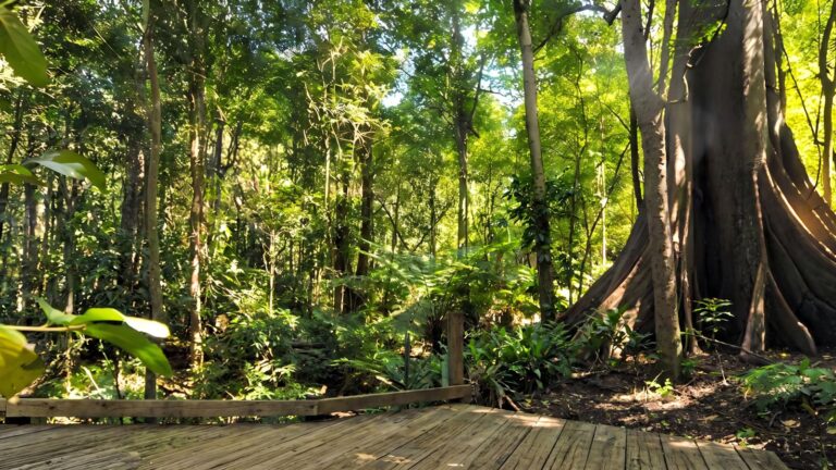 Wingham Brush Boardwalk (1.9km) Wingham brush boardwalk (1. 9km)