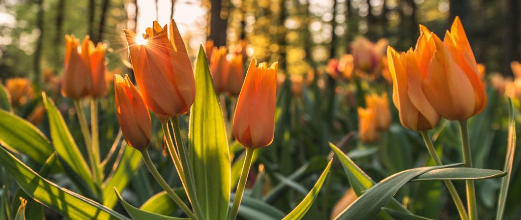 Five things in nature to lift your mood