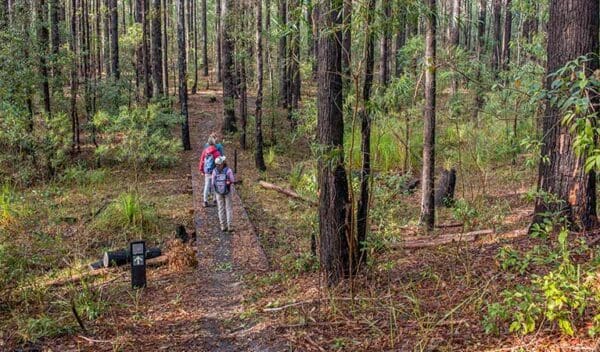 Burrawang Track - Conjola Beach to Buckleys Point Walk (2km) Giriwa walking track trail hiking australia 600x352