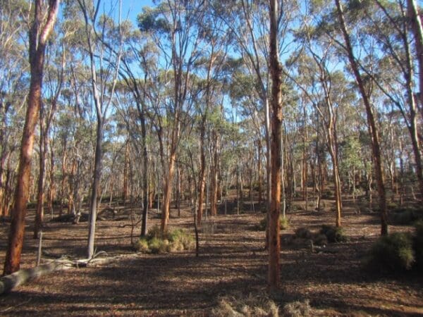 Kawana trail 600x450