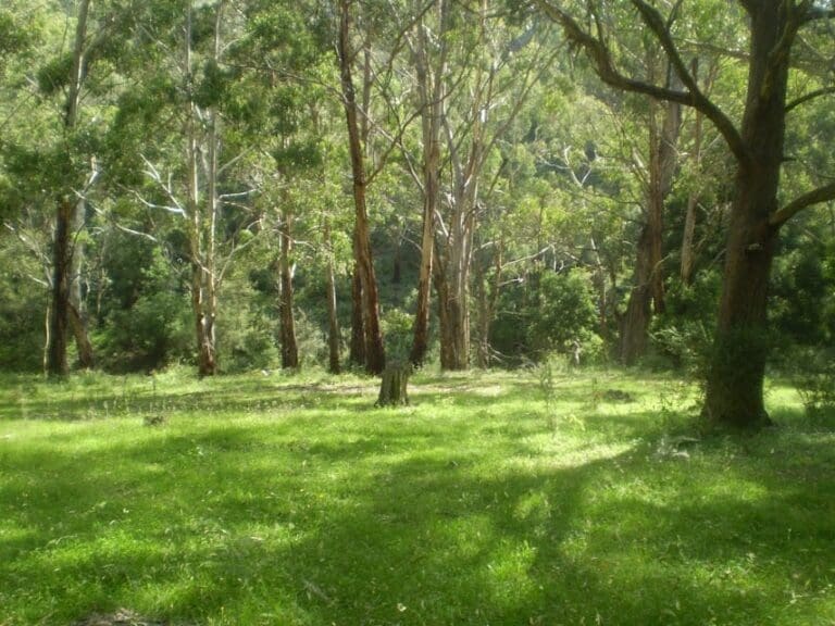 McKeowns Valley Walk (3.1km) Mckeowns valley walk 768x576