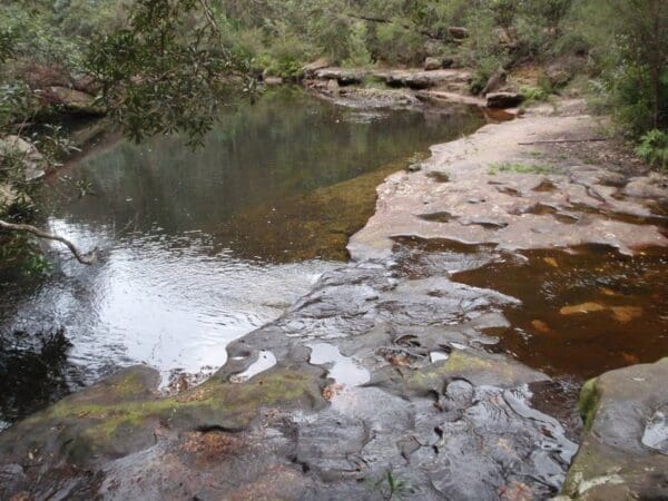 Sassafras gully loop 600x450