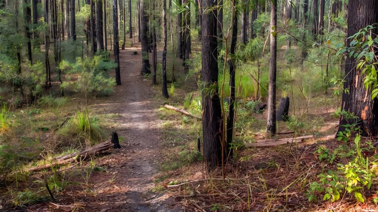 Giriwa Walking Track (6km) Giriwa walking track (6km)