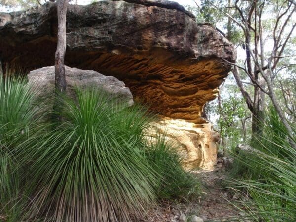 Callicoma caves 600x450