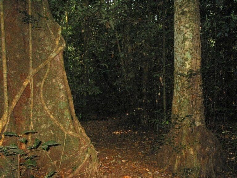 Malanda falls rainforest walk 768x576