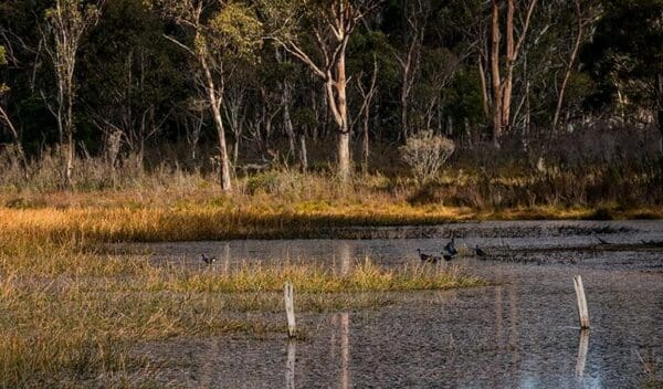 Cascades Walking Track & Viewing Platform Walk (800m) Nunnock swamp and grasslands walking tracks trail hiking australia 600x352
