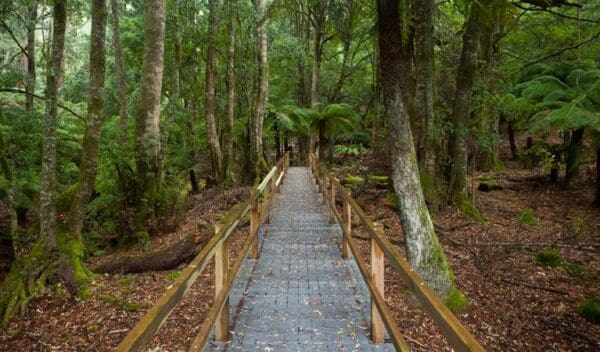 Sanctuary Loop Walk (2.1km) Penance grove walking track trail hiking australia 600x352