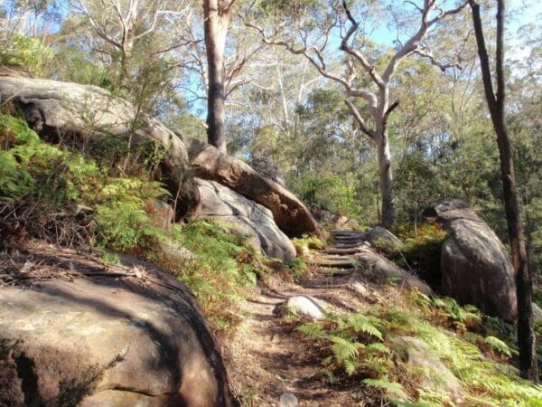 Red gum walk 600x450