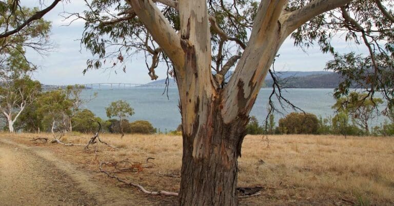 Shag Bay Heritage Trail (5.5km) Shag bay track 768x403