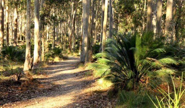 Acheron Ledge Walking Track (2.7km) Square head track 2 trail hiking australia 600x352