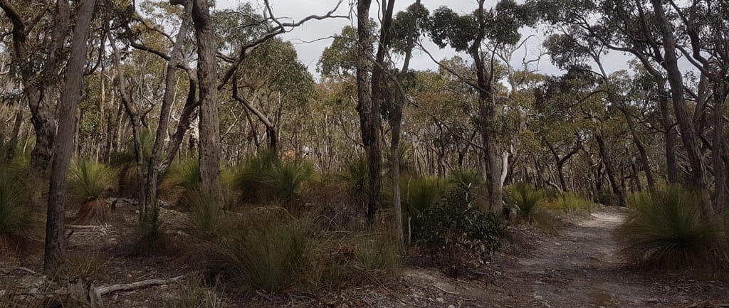 The burchell trail trail hiking australia 2