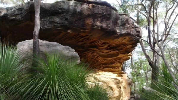 Callicoma caves walk (2. 5km)
