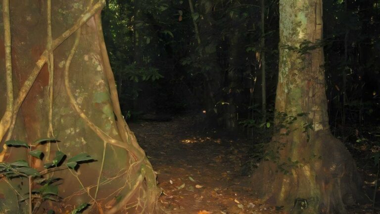 Malanda Falls Rainforest Walk (1.5km) Malanda falls rainforest walk (1. 5km)