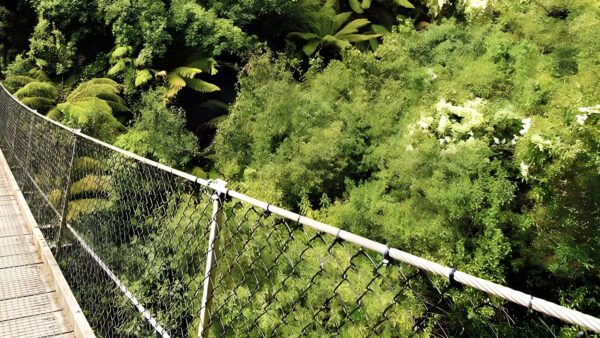 Montezuma falls rail trail walk (19. 5km)