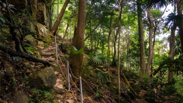 Mount Kembla Ring Track (5.3km) Mount kembla ring track (5. 3km)