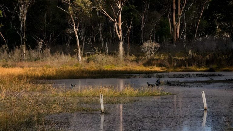 Nunnock Swamp & Grasslands Walking Tracks (15km) Nunnock swamp & grasslands walking tracks (15km)