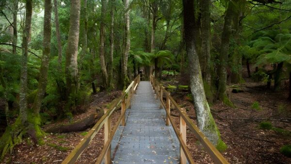 Penance Grove Walking Track (250m) Penance grove walking track (250m)