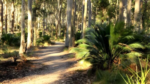 Square head track 2 walk (1. 8km)