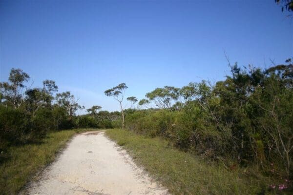 Bairne Walking Track (9.6km) Bairne track to the basin lookout 600x400
