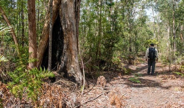 Hikes Circuit flat walking track trail hiking australia 600x352