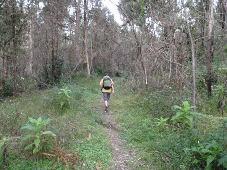 Pierces Pass to Blue Gum Forest Hike (14km) Pierces pass to blue gum forest 768x576
