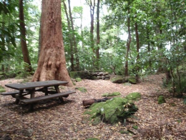 Scenic railway to leura forest 600x450