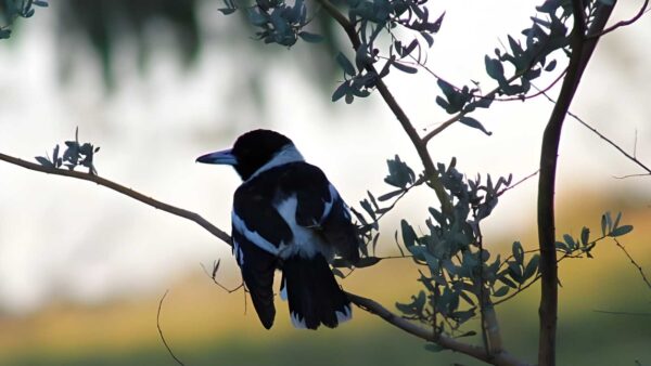 Bird Walk (3.4km) Bird walk (3. 4km)