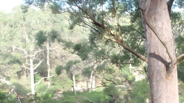 Fiddens wharf walking track (4. 3km)