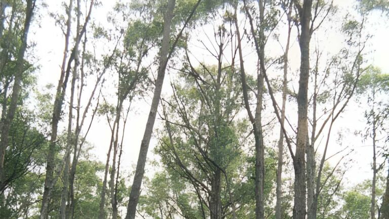Tyers Junction Rail Trail Walk (11km) Tyers junction rail trail walk (11km)