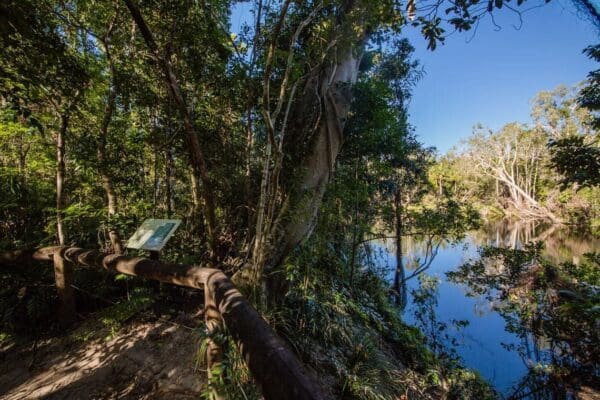 Hikes Bowenia rainforest circuit 600x400