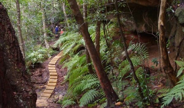 11km Walking Track (11km) Piles creek loop trail hiking australia 600x352