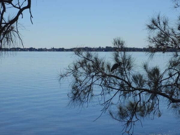 Tuggerah lake vista and rainforest 600x450