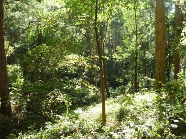 Black duck creek circuit walk 600x450