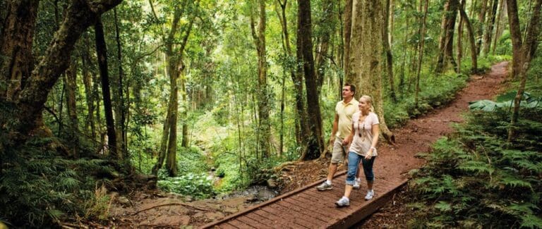 Bunya bunya track bunya mountains national park 768x325