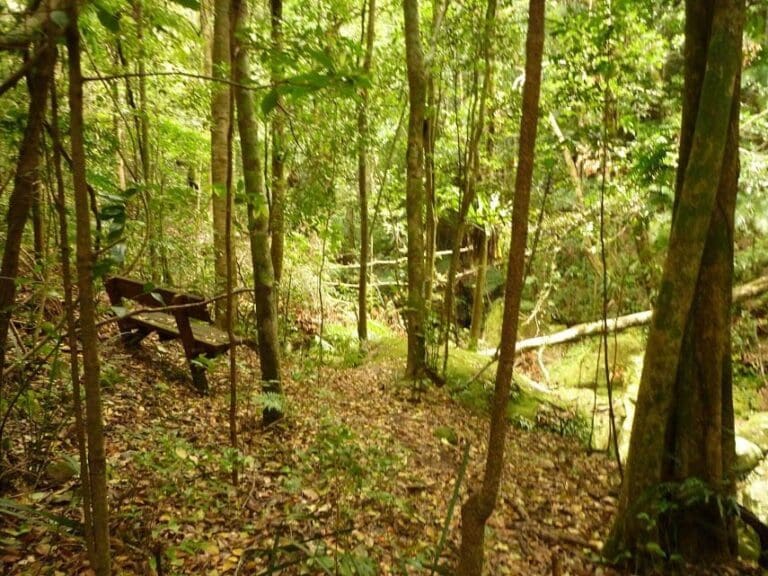 Gap creek rainforest walk 768x576